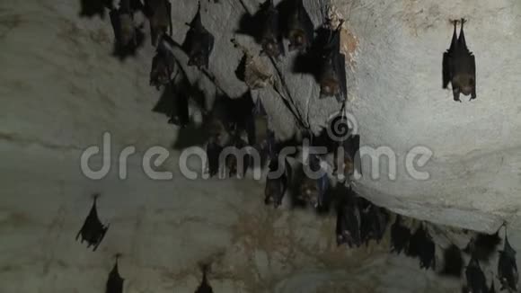 把一群蝙蝠挂在山洞里视频的预览图