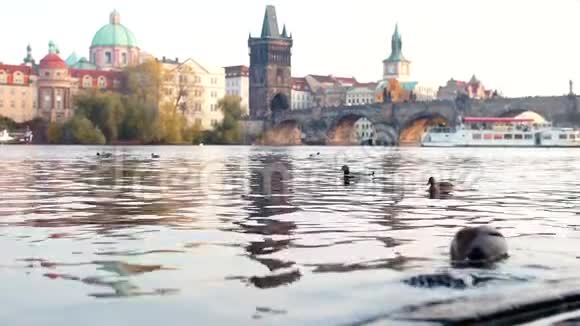 河上天鹅的特写在布拉格老城的背景下视频的预览图