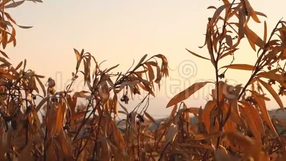 金色的夕阳带着秋叶视频的预览图