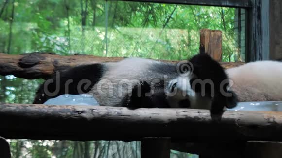 大熊猫在炎热的白天在公共动物园的木凳上休息视频的预览图