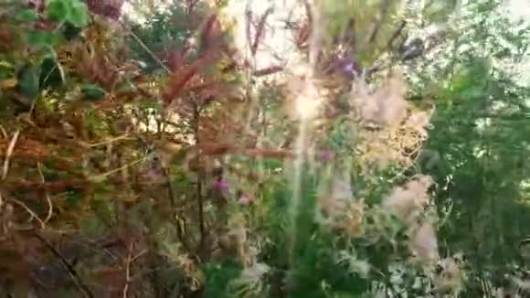 绿树枝叶在风中摇曳一缕阳光照耀着秋天特写镜头视频的预览图