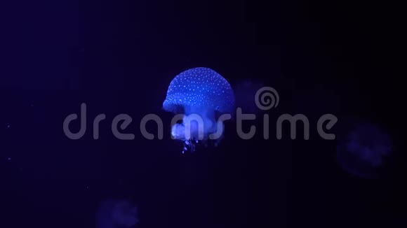 黑色背景上的蓝色水母视频的预览图