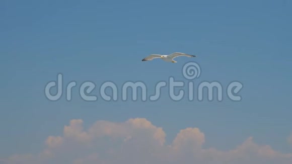 晴空万里的海鸥天空中的鸟野鸟高飞旅行概念自由思想野生动物视频的预览图