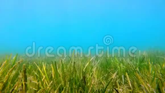 特写镜头爱琴海海底的海藻希腊视频的预览图