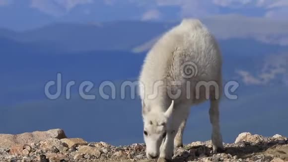 科罗拉多州山区山羊小子视频的预览图