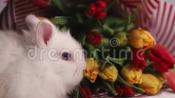 花里插着白色毛茸茸的小兔子视频的预览图