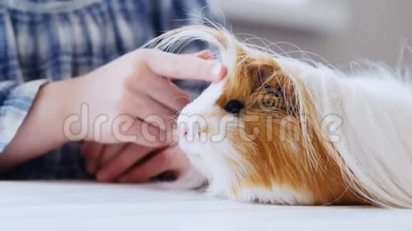 女孩驯服小豚鼠视频的预览图