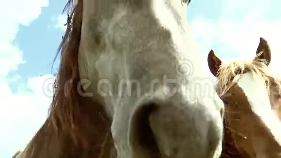 马把脸戳进镜头农场饲养马特写镜头视频的预览图