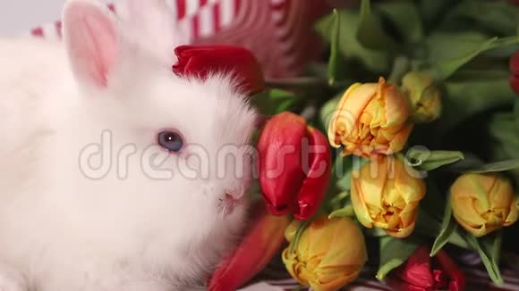 花里插着白色毛茸茸的小兔子视频的预览图