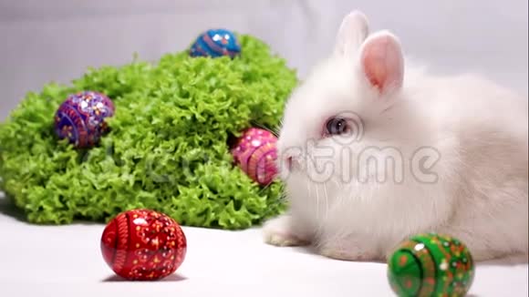 白色背景的白兔和复活节彩蛋视频的预览图