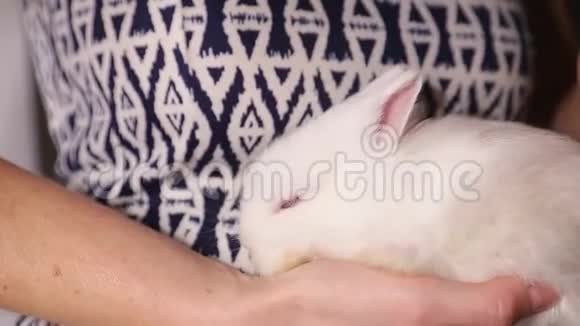 小毛兔躺在女孩手上视频的预览图