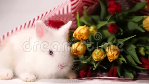 兔近春花小白兔穿郁金香视频的预览图