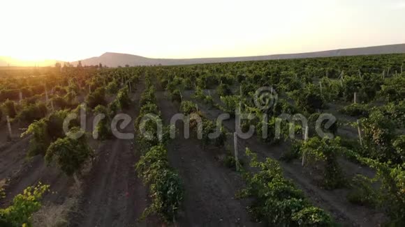 一架无人驾驶飞机在山坡上的葡萄园上空飞过最后一缕阳光照射下来视频的预览图