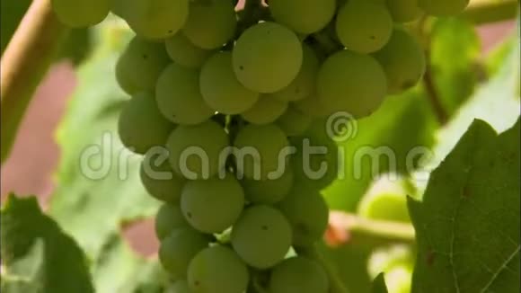 西班牙Codorniu农场葡萄酒葡萄特写视频的预览图