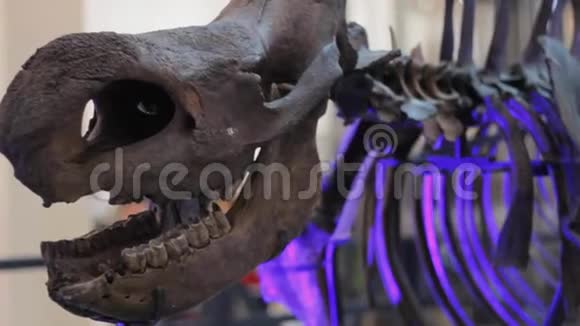 比那加迪犀牛博物馆野生动物古生物时代冰侏罗纪视频的预览图