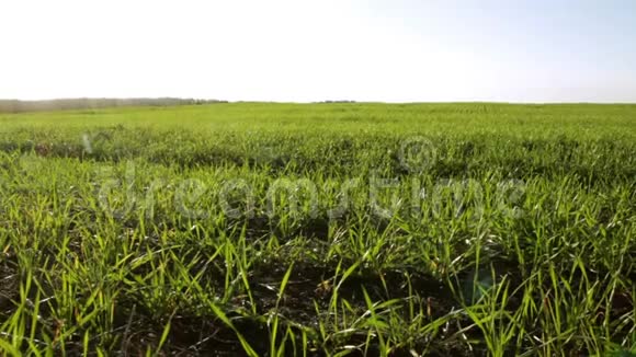 野地上的黑麦小麦在风中摇曳视频的预览图