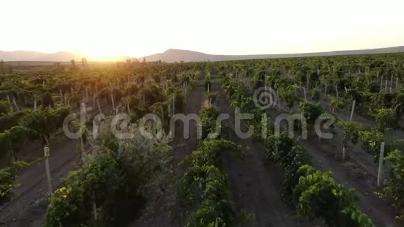 克里米亚2019年8月空中拍摄日落时沿着绿色葡萄园顺利移动炎炎夏日的太阳慢慢落下视频的预览图