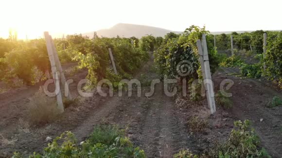 空中自然景观美丽的山丘山野和葡萄园Koktebel克里米亚2019年8月起飞视频的预览图