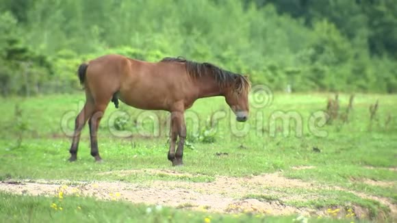 在牧场上行走的激动人心的马马的繁殖和畜牧业视频的预览图