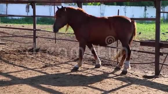 一匹棕色的马在农场里篱笆后面的马在其他种马旁边爬行视频的预览图