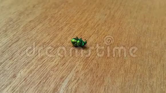 绿甲虫雪菊的特写镜头躺在他的背上然后转身爬过木板视频的预览图