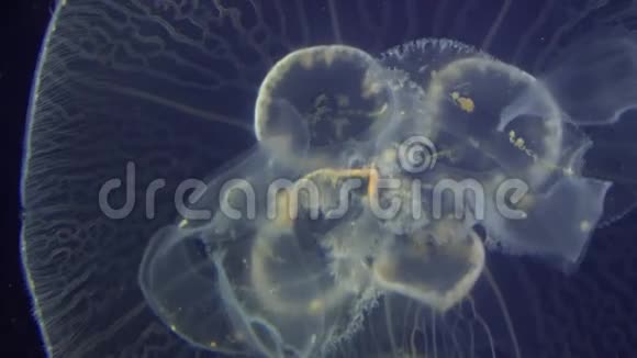 漂浮在海底的水母视频的预览图