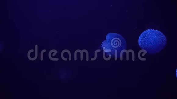 黑色背景上的蓝色水母视频的预览图