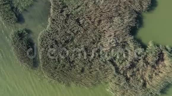 海岸芦苇自然背景空中风动视频的预览图