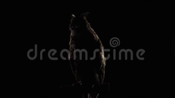 昏暗的灯光下猫头鹰正坐在树枝上视频的预览图