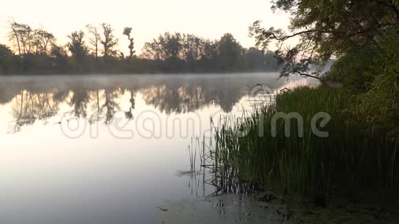 河岸上的日出第一个平面图右侧有绿色芦苇和水上烟雾的景观视频的预览图