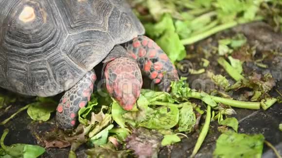 在动物园公园里红脚乌龟作为人类的宠物朋友吃新鲜蔬菜吃绿色植物的海龟梭状芽孢杆菌视频的预览图