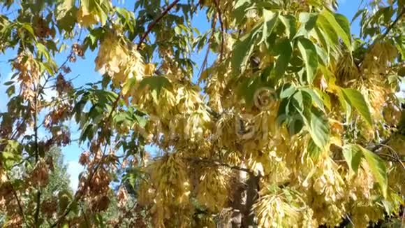 秋天的景色在蓝天背景下摇曳的树枝和树叶在阳光下有选择的焦点大自然视频的预览图