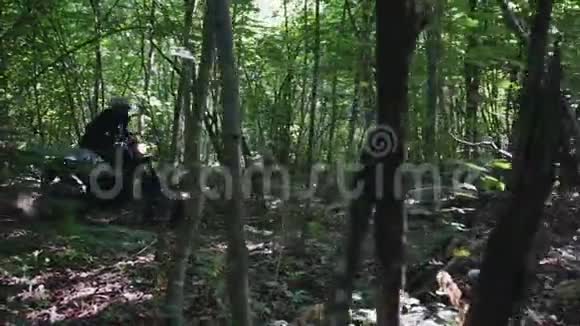 林中的恩杜罗视频的预览图
