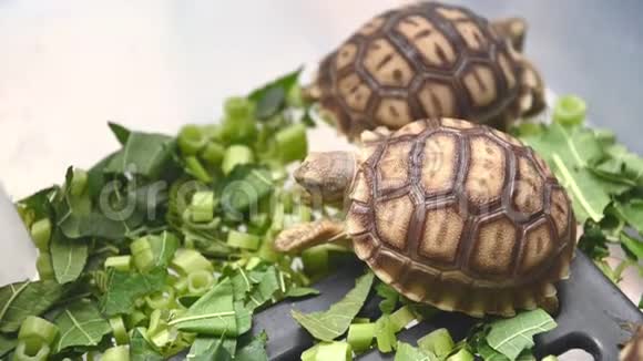 一群美丽的非洲宝宝在塑料盒子里刺激乌龟吃新鲜蔬菜作为人类的宠物朋友海龟吃绿色视频的预览图