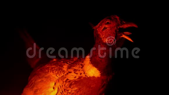 火光中的一只被磨损的鸟视频的预览图