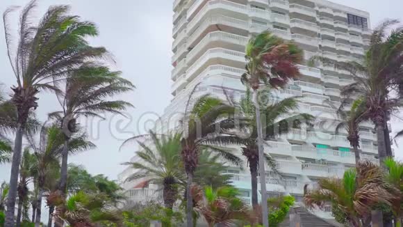 海滩上的椰子树视频的预览图