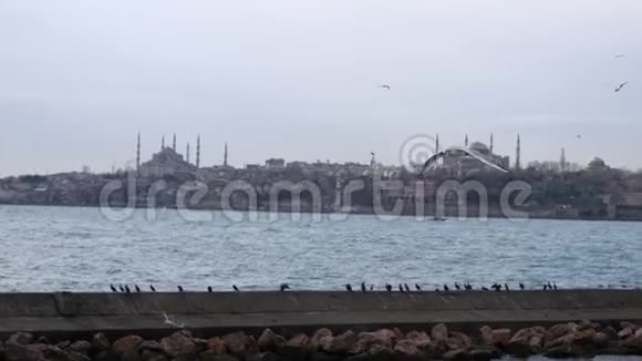 在伊斯坦布尔海鸥飞过大海视频的预览图