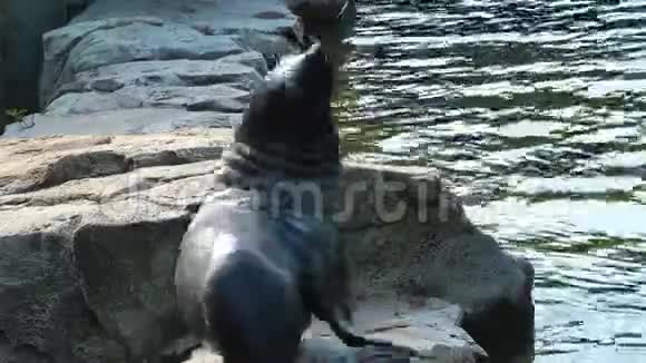 大自然动物园里的海狗视频的预览图