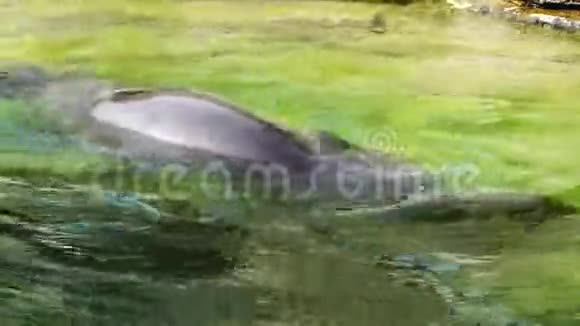 大自然动物园里的海狗视频的预览图