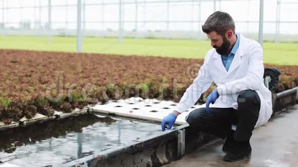 研究员在温室里的试管里取水农业工程师分析植物视频的预览图