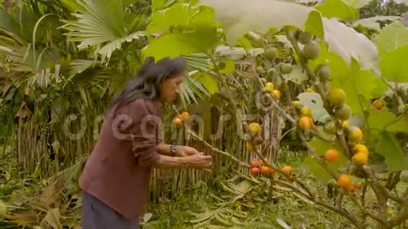 土著老妇人收获异国水果视频的预览图