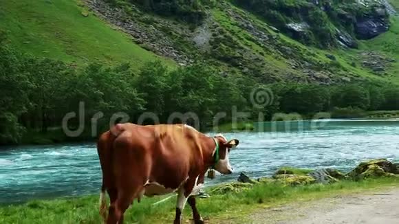 挪威的一个山谷里一头棕色和白色的奶牛在一条快速流动的蓝色河流和白水急流附近从摄像机旁走开视频的预览图