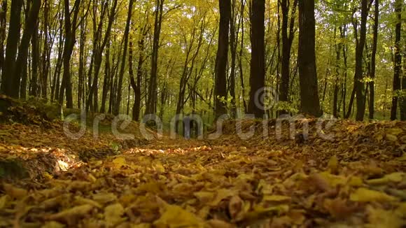 一个人走在秋天的森林里视频的预览图