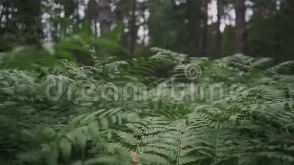 森林中强风动蕨类植物的慢动作视频视频的预览图