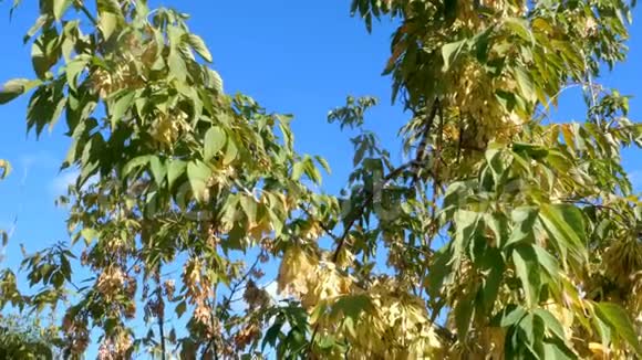 秋天的景色在蓝天背景下摇曳的树枝和树叶在阳光下有选择的焦点大自然视频的预览图