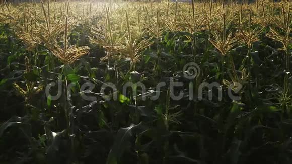 早上的玉米农场视频的预览图