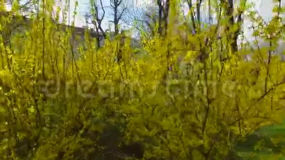 春暖花开的连翘视频的预览图