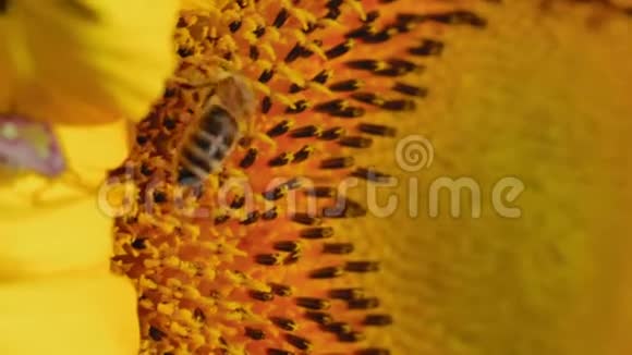 宏蜂被花花粉包裹从向日葵中采集花蜜视频的预览图