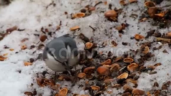 鸟SittaEuropaea在雪地里吃松子视频的预览图