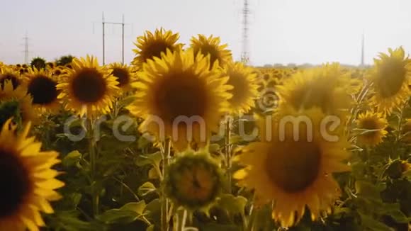 向日葵在阳光的映衬下迎风飘向田野视频的预览图